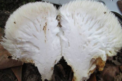 1_in-section-Lions-mane-mushroom