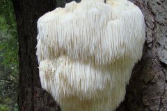 lions-mane-mushroom
