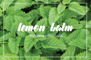 Planta medicinală Lemon Balm sau Roinița