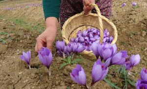 Sofranul sau Crocus sativus 