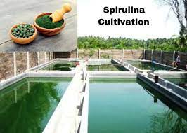 Spirulina, sursă de proteine vegetale